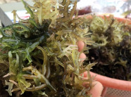 Bồng bồng - đặc sản "nên tìm, nhớ mua" khi đến Lý Sơn