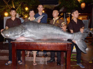 Cá tra nặng hơn 2 tạ “bơi” về Đà Nẵng bằng máy bay