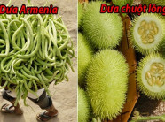Top 10 loài dưa chuột ‘kỳ quặc’ nhất hành tinh, Việt Nam có 1 loại