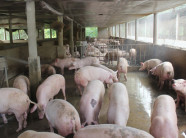 Nhờ nuôi lợn....thành ông chủ tỷ phú