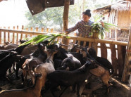 Nuôi trâu, dê ở bản nhờ vốn ưu đãi