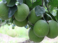 Trồng cây đặc sản cam xoàn sạch cạnh tranh với cam nhập ngoại