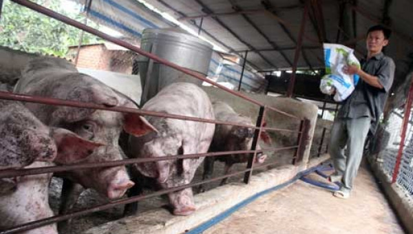 Quyết tâm nói “không” với Cysteamine trong chăn nuôi