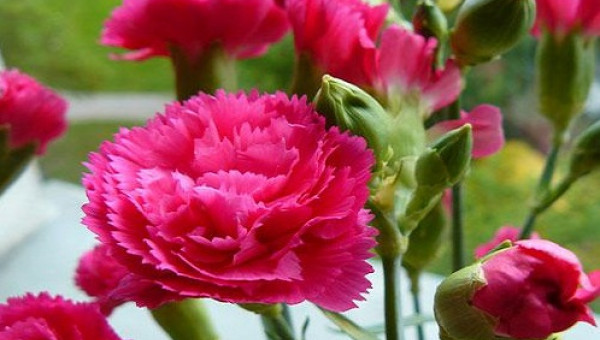 Trồng hoa cẩm chướng nông dân làm giàu