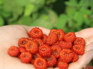 "Chúa tể" mâm xôi vào mùa chín đỏ ở miền Tây xứ Nghệ