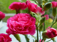 Trồng hoa cẩm chướng nông dân làm giàu