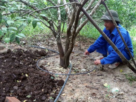 Tưới nhỏ giọt ở đất “chảo lửa”: Cây khỏe, người cũng khỏe