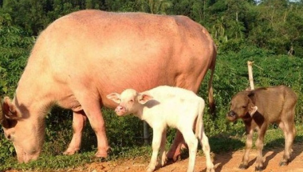 Chuyện lạ: Trâu sinh đôi 2 con nghé màu đen và bạc