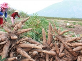 Nông dân lao đao: Cứ đến mùa giá lại lao dốc