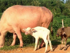 Chuyện lạ: Trâu sinh đôi 2 con nghé màu đen và bạc