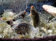 Liên kết nuôi cá rô phi VietGAP: Người nuôi lợi, người tiêu dùng an tâm