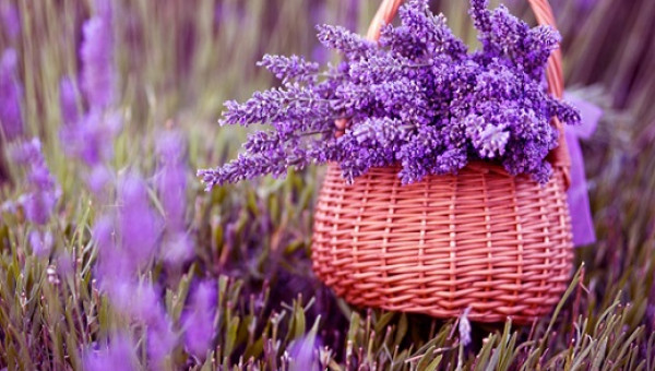 Trồng hoa oải hương không khó cho hoa đẹp như tranh ngay tại nhà