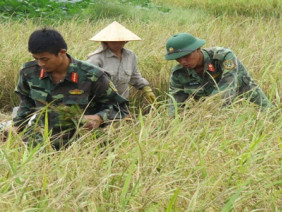 Hải Phòng: Hàng nghìn chiến sĩ giúp dân thu hoạch lúa mùa chạy bão