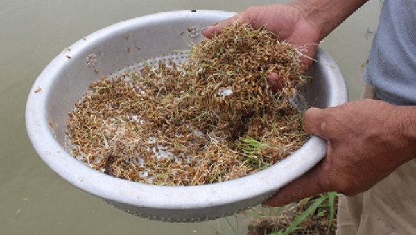 Nuôi cá thịt nhàn từ nông phẩm thiên nhiên