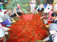 Ớt tăng giá mạnh, người trồng trúng lớn