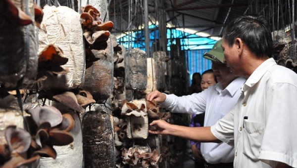 Gieo hạt trên “cánh đồng kiểu mới”