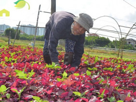 Vựa rau sạch VietGAP “khủng” nhất Đà thành có gì đặc biệt?