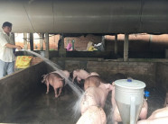 Bí quyết nuôi heo thu lợi nhuận khủng