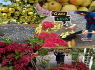 "Lác mắt" vườn cây ăn quả nhiều màu sắc sai lúc lỉu của bà mẹ Việt Kiều