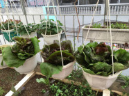 Vườn rau 50m2 ăn không xuể của bà mẹ Hà thành
