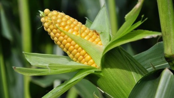Áp dụng giống mới - Bắp ngọt Golden Cob nông dân làm giàu nhanh