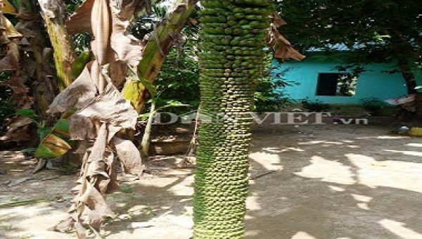 Buồng chuối 100 nải dài 2 mét: Không cần chăm bón vẫn ngọt thơm