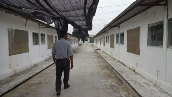 Anh nông dân khăn gói trời Tây nhập môn cách nuôi lợn hiện đại