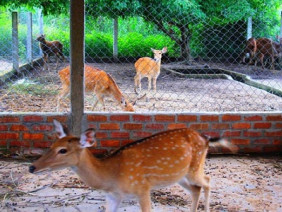 Tiền triệu mỗi lạng, nhung hươu nai vẫn hút hàng