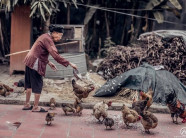 Bộ ảnh bà cụ áo nâu 97 tuổi chăm gà chạm đến hàng ngàn trái tim