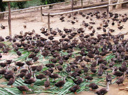 Dưới thác Sao Va cho nguồn thu 'khủng' từ nuôi vịt trời