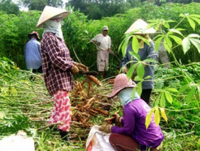 Sắn ế, nhà nông tố nhà máy “chơi xấu”