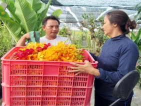 Làm giàu nhờ hoa lan Mokara