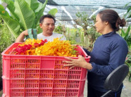 Làm giàu nhờ hoa lan Mokara