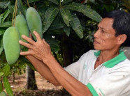 ĐBSCL: Thương lái “ngoảnh mặt”, xoài rớt giá thê thảm