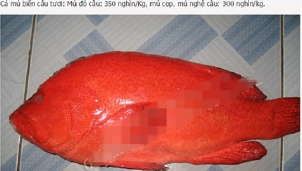 Nhà giàu Hà Thành tẩm bổ cá mú đỏ 1 triệu/kg