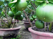 Bưởi cảnh tiền triệu rục rịch "đón đầu" dịp Tết