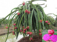 Mô hình trồng thanh long ruột tím (MAS): bí quyết tăng thu nhập