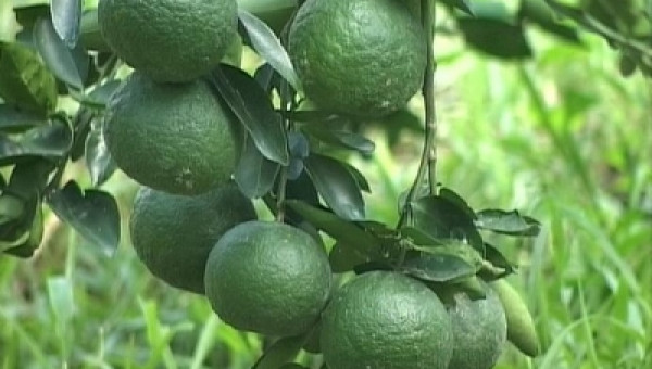 Điển hình trồng cam Sành cho năng suất cao