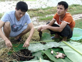 Săn chuột đồng kiểu 