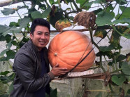 Bí ngô khổng lồ khách tranh nhau mua giá 5 triệu mỗi quả