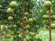 Bí quyết bón phân cho cây ăn quả hạn chế sâu bệnh hại 