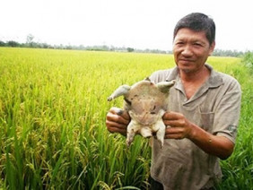 Lão nông mang tiếng gàn vì bỏ tiền ngoài ruộng