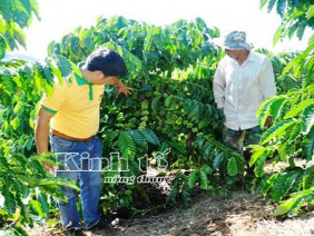 Sử dụng tái canh tác cải tạo cho cà phê già cỗi được trẻ hóa