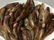 Tép đồng miền Tây "bay" cả ngàn km ra Hà Nội