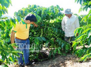 Sử dụng tái canh tác cải tạo cho cà phê già cỗi được trẻ hóa