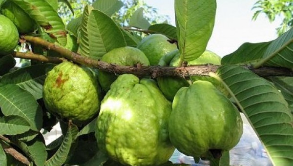 Nguyên nhân khiến ổi rụng hàng loạt và biện pháp phòng trừ