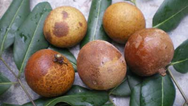 Bệnh thối trái nhãn: nhà nông cần biết?