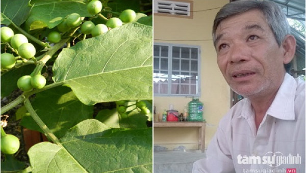 Ung thư gan giai đoạn cuối, bệnh viện trả về để “đóng quan tài”, bỗng chốc hồi sinh nhờ cà gai leo