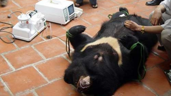 Gấu nuôi - “máy in tiền” thành cục nợ