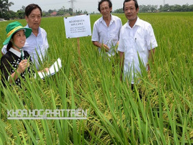 Áp dụng phương pháp trồng lúa mới "hiệu ứng hàng biên" cho năng suất cao